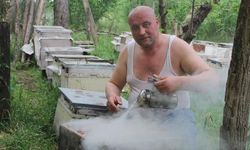 Çılgın arıcı: Arılara yarı çıplak ve eldivensiz müdahale ediyor