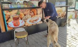 Her gün büfesinin önüne gelen hayvanları besliyor