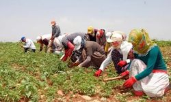 Mevsimlik tarım işçileri düzenlemesi yayımlandı