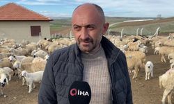 Öğretmenliği bıraktı, koyun yetiştiriciliğine başladı