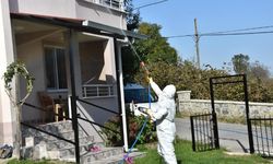 Ordu'da kahverengi kokarca ile mücadele sürüyor: 40 bin noktada ilaçlama yapıldı