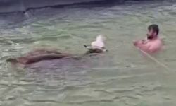 Sulama kanalına düşen ineği kurtarmak için canını hiçe saydı