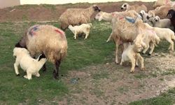 Yozgat'ta da ana kuzuları heyecanı