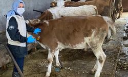 121 köy ve 73 mezrasında hayvanlar aşılanıyor