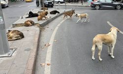 4 milyon başıboş köpek var!