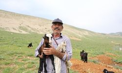 40 hayvanını dağ zirvesinde 6 ay otlatıyor