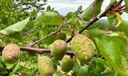 Dolu yağışı kayısıya zarar verdi