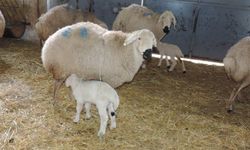 Et ve Sütte Mükemmellik: Sivas Kangal Akkaraman Koyunları 