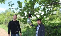 Feromon tuzaklarıyla böcek popülasyonu takip ediliyor