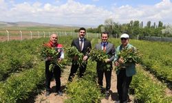 Gemerek'te Şakayık hasadına başlandı