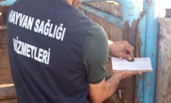 Hayvana eziyet kabul edilemez