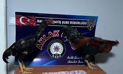 Horoz dövüştürenlere rekor ceza