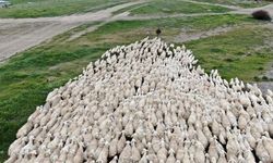 Kangal akkaraman koyununda artış