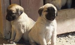 Kangal Çoban Köpeği: Güç, Cesaret ve Sadakatin Simgesi