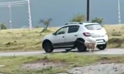 Köpeği otomobilde sürükledi