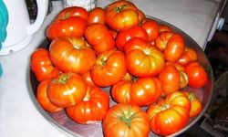 Koyulhisar'ın Lezzetli Armağanı: Kale Domatesi 