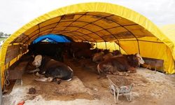 Kurban satış alanları için başvurular başladı