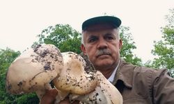 Mantar zehirlenmelerine dikkat!