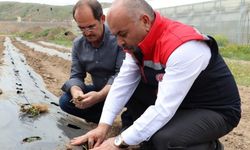 Sivas'ta çilek üretimi artırılacak