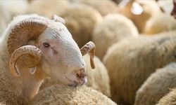 Sivas'ta kurbanlık fiyatları belirlendi