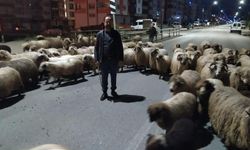 Sürüler yaylalara çıkmaya başladı