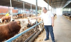 Türkiye'de hayvancıların yüzde 95'i ruhsatsız