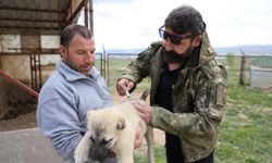 Uzmanından sürü köpekleri için kene uyarısı