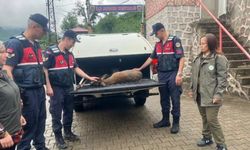 Yaralı karacaya jandarma şefkati
