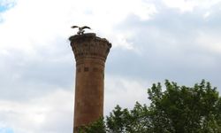 Yıkılan minareye leylek yuva yaptı