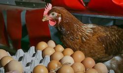Yumurta mı tavuktan, tavuk mu yumurtadan daha pahalı?