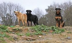 Ankara'ya hastalıklı köpekler getirmişler!