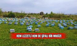Hem Lezzetli Hem de Şifalı Bir Mucize 