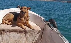 Köpeğin sandal keyfi