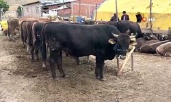 Kurban pazarı seferleri ücretsiz