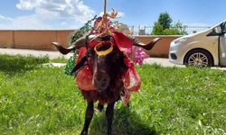 Kurbanlık koçlar gelinler için süslendi