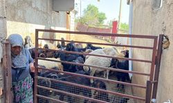 Kurbanlık satıcısı kadın isyan etti!