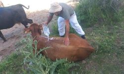 Sıcak, süt verimini etkiliyor
