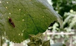 Sıcaklarla birlikte böcekler evlere dadandı