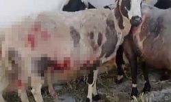 Sivas'ta sokak köpekleri dehşet saçtı