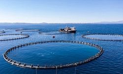 Su ürünlerinde rekor kırıldı