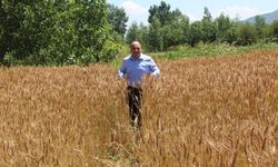 Yerli buğday ekildi