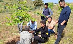 Ceviz ağacı budaması anlatıldı