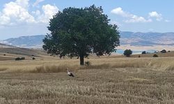 Çiftçi hasat derdinde leylekler rızık peşinde