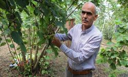 Fındık üreticisi fiyat bekliyor