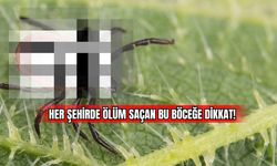 Her Şehirde Ölüm Saçan Bu Böceğe Dikkat!