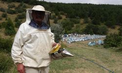 Milli Park'ta Bal Ormanı