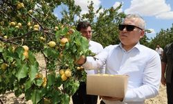 Sivas Gürün'de kayısı hasadı başladı