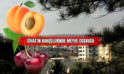Sivas'ın Bahçelerinde Meyve Coşkusu