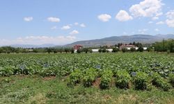Sivas'ta bu okula asfalt tesisi mi yapılacak?