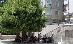 Sivas'ta tek ağaç sadece Meydan'da yok Ulu Cami'de de var